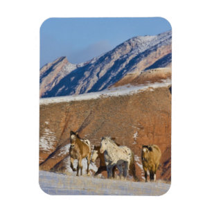 Big Horn Mountains, Pferde laufen Magnet
