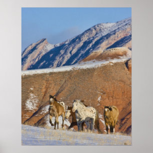 Big Horn Mountains, Pferde laufen Poster