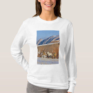 Big Horn Mountains, Pferde laufen T-Shirt