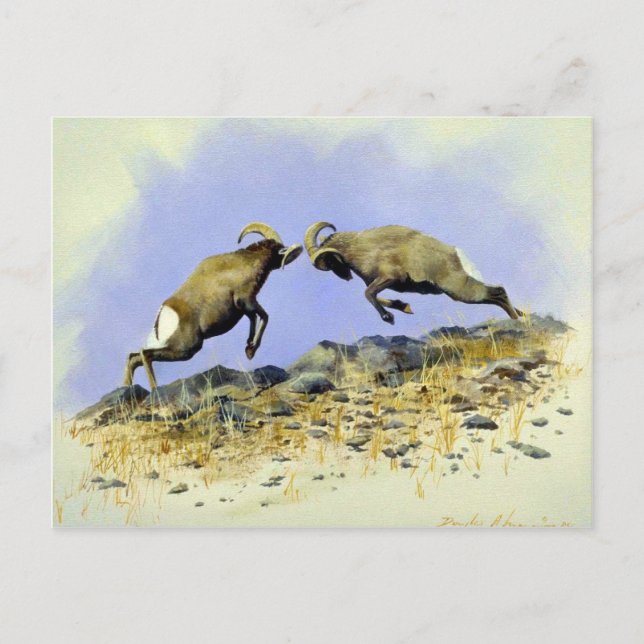 Big Horn Postkarte (Vorderseite)