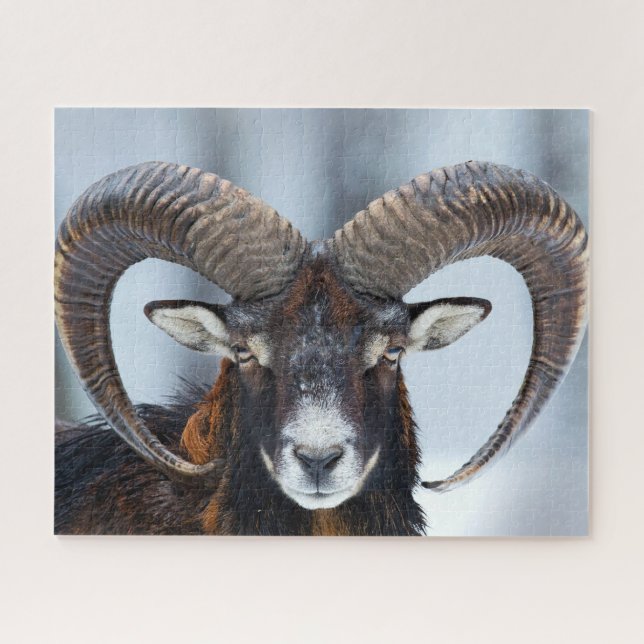 Big Horn Ram Sheep - Mouflon (Horizontal)