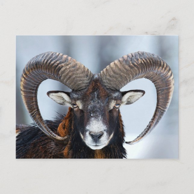 Big Horn Ram Sheep - Mouflon Postkarte (Vorderseite)