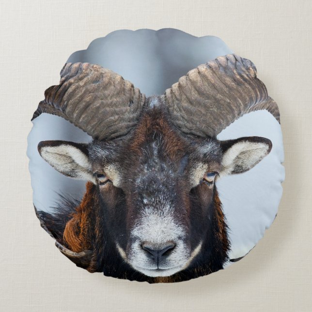 Big Horn Ram Sheep - Mouflon Rundes Kissen (Vorderseite)