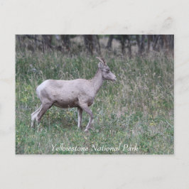 Big Horn Sheep, Female, Yellowstone Postkarte