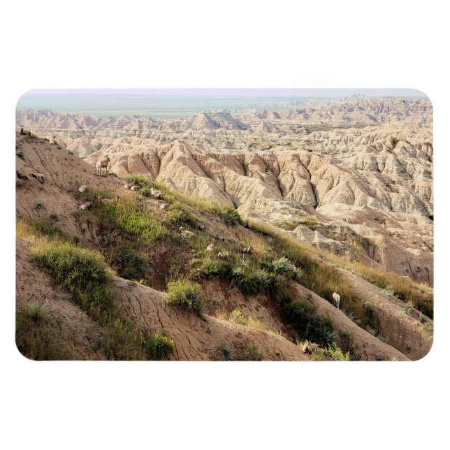 Big Horn Sheep im Badlands National Park, SD Magnet (Horizontal)