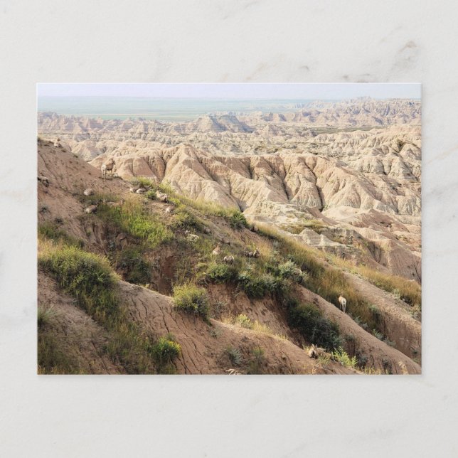 Big Horn Sheep im Badlands National Park, SD Postkarte (Vorderseite)