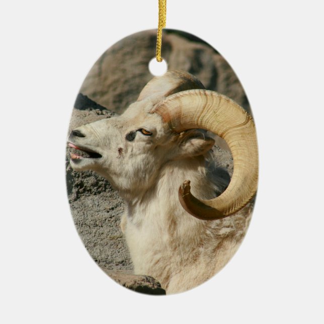 Big Horn Sheep Laghing Keramikornament (Vorne)