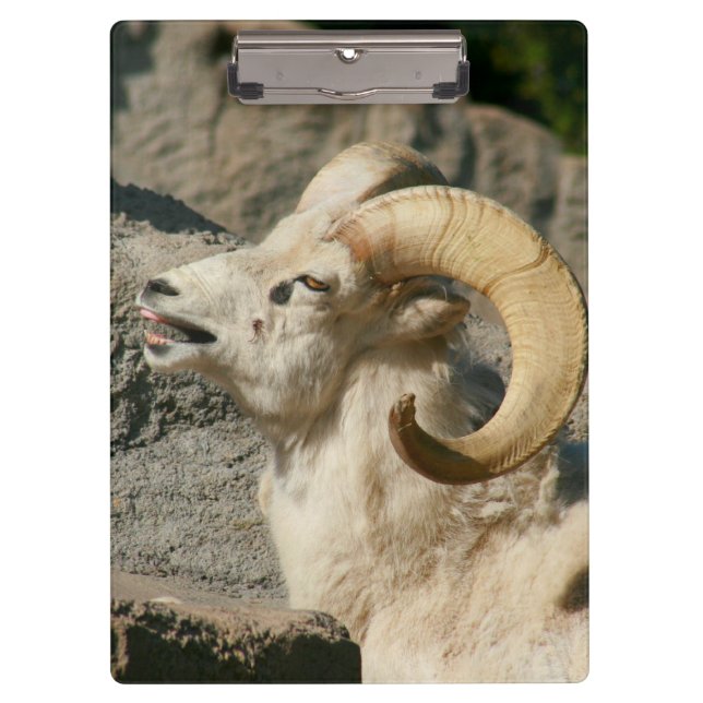 Big Horn Sheep Laghing Klemmbrett (Vorderseite)