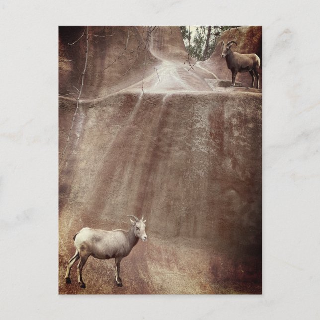 Big Horn Sheep Postkarte (Vorderseite)