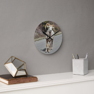 Big Horn Sheep Runde Wanduhr