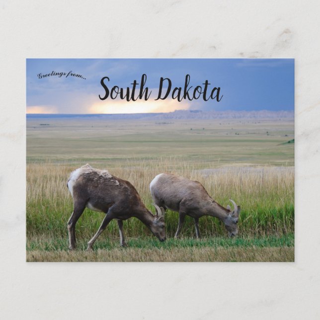 Big Horn Sheep South Dakota Postkarte (Vorderseite)