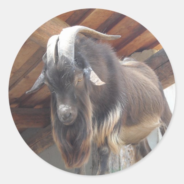 Big Horned Goat Runder Aufkleber (Vorderseite)