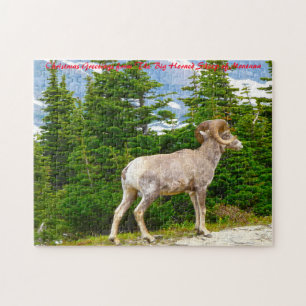 Big Horned Sheep Montana. Weihnachtsgrüße