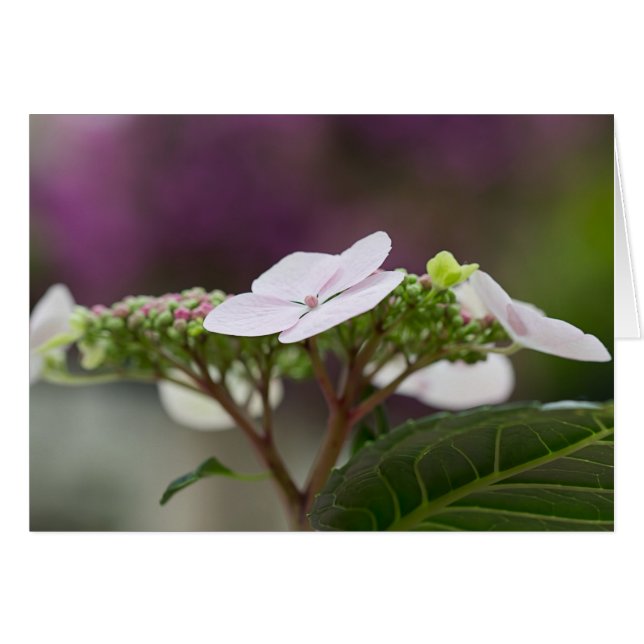 Big Leaf Hydrangea (Devant horizontal)