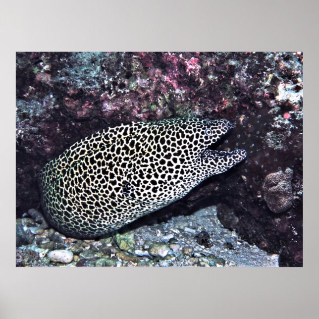 Big Leopard Moray Poster (Vorne)