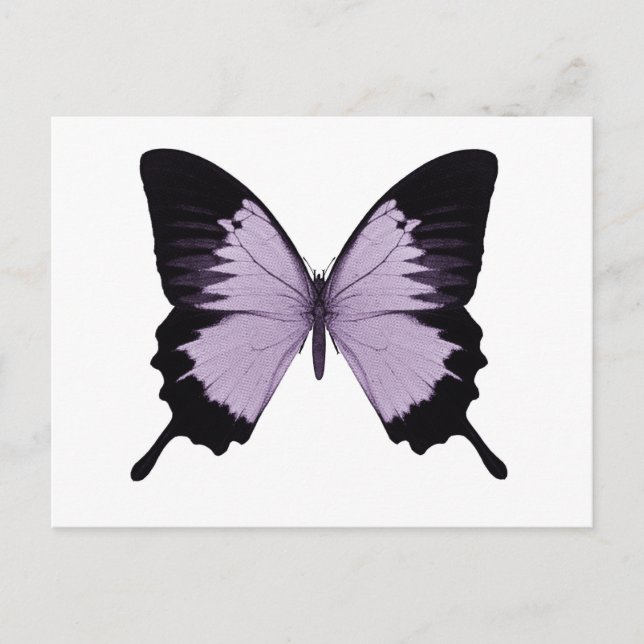 Big Lila & Black Butterfly Postkarte (Vorderseite)