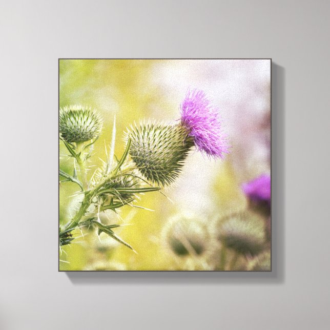 Big Lila Scottish Thistle Wild Blume Foto Leinwanddruck (Vorderseite)