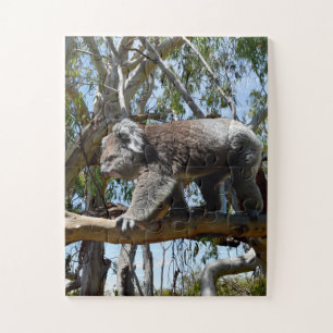 Big Male Australian Koala,