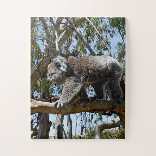 Big Male Australian Koala, (Vertikal)