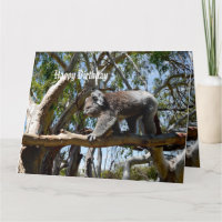 Big Male Koala Bear Tightrope Walker, Big Birthday