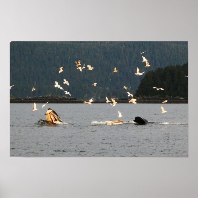 big mouth humpback poster (Vorne)