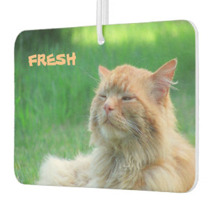 Big Orange Cat sagt "Fresh" Autolufterfrischer