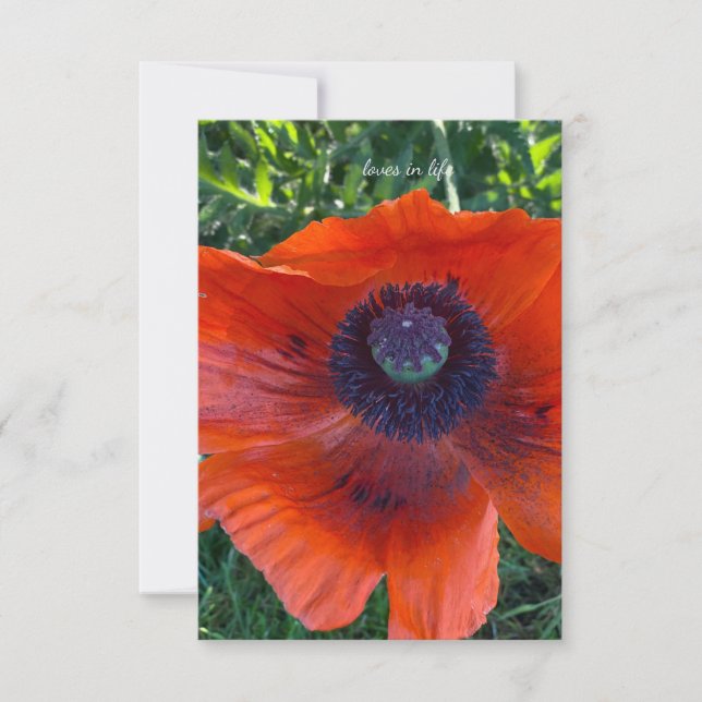 Big Orange Oriental Poppy Mitteilungskarte (Vorderseite)