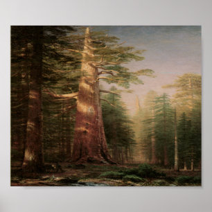 Big Pine Tree Vintag Art Print Poster