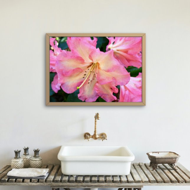 Big Pink Rhododendron Bloom Floral Fotodruck (In Situ Framed)