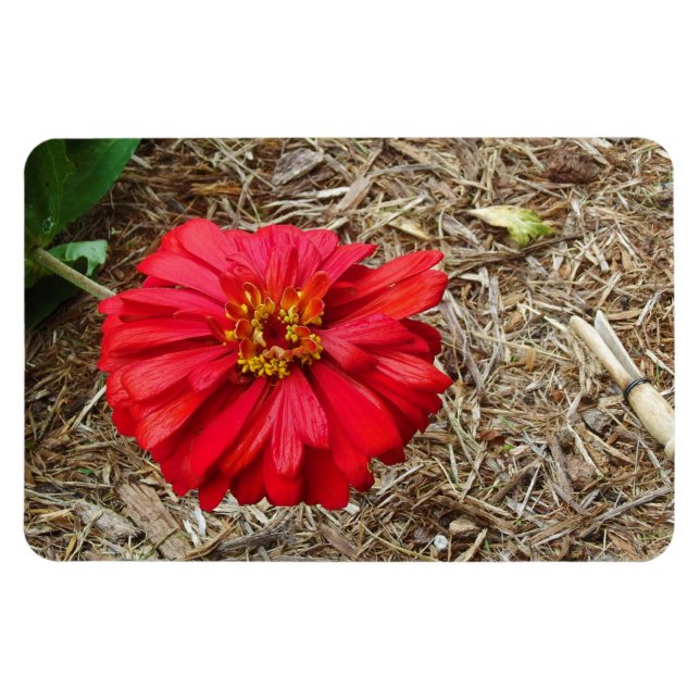 Big Red Blume Magnet (Horizontal)