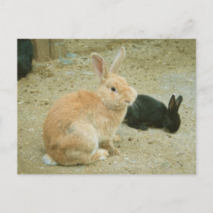 Big Red Bunny Postkarte