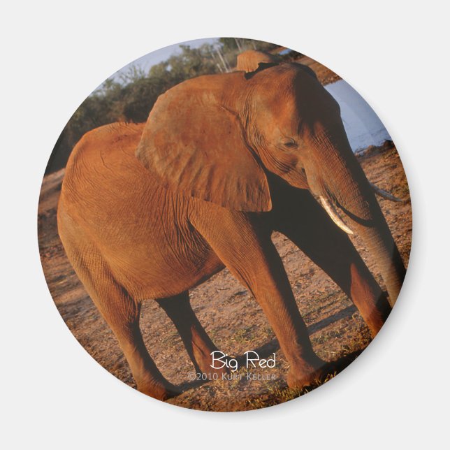 Big Red Elephant Magnet (Vorne)