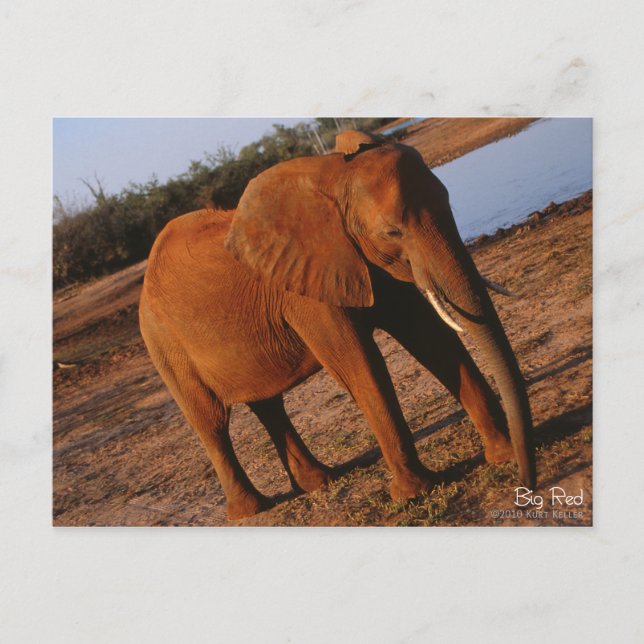 Big Red Elephant Postcard Postkarte (Vorderseite)