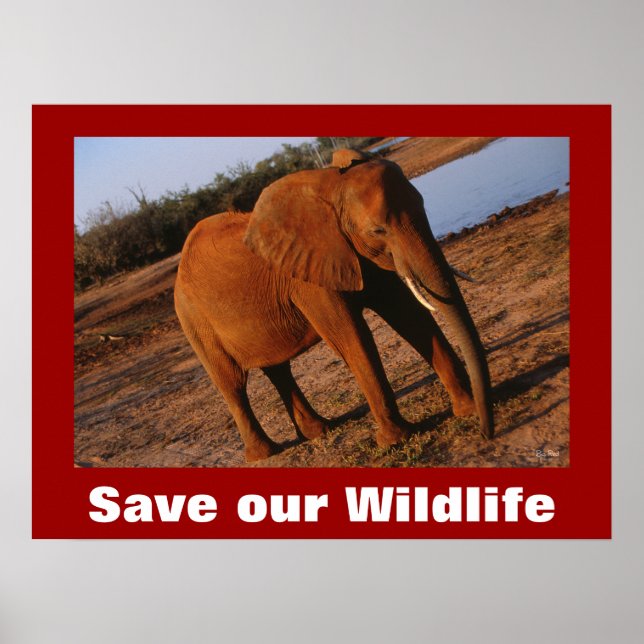 Big Red Foto Rettete Unser Wildlife Poster (Vorne)