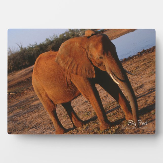 Big Red Fotoplatte (Vorderseite)