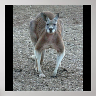 Big Red Kangaroo Print Poster