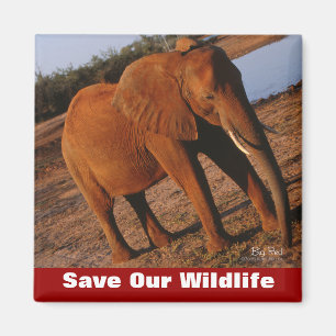 Big Red Rettete Our Wildlife Magnet