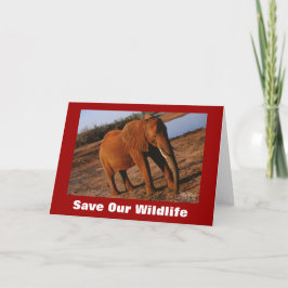Big Red Rettete Unsere Wildlife Grußkarte Karte