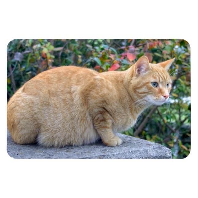 Big Red Tabby Magnet (Horizontal)