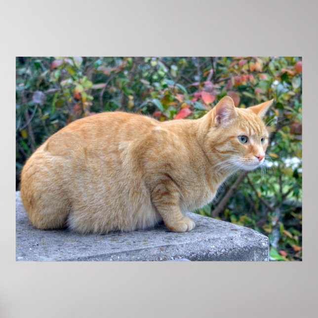Big Red Tabby Poster (Vorne)