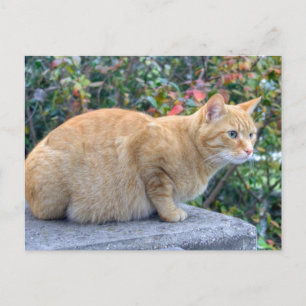 Big Red Tabby Postkarte