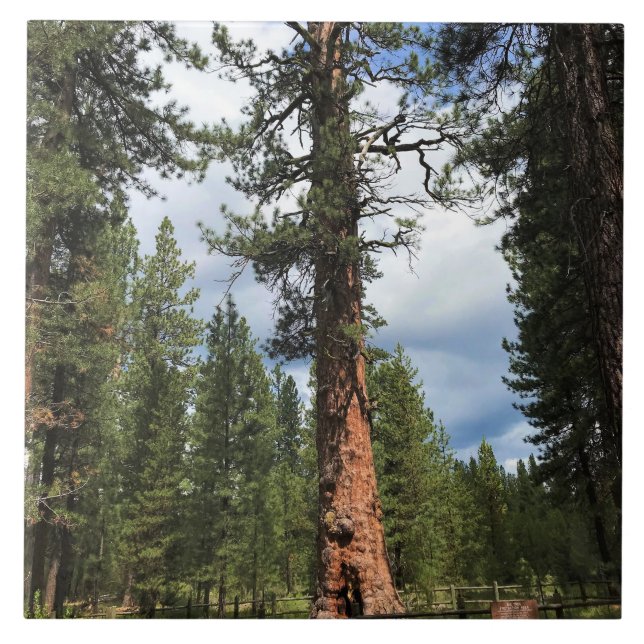 Big Red Tree, La Pine, OR Fliese (Vorderseite)