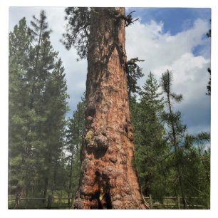 Big Red Tree, La Pine, OR Fliese