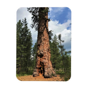 Big Red Tree, La Pine, OR Magnet