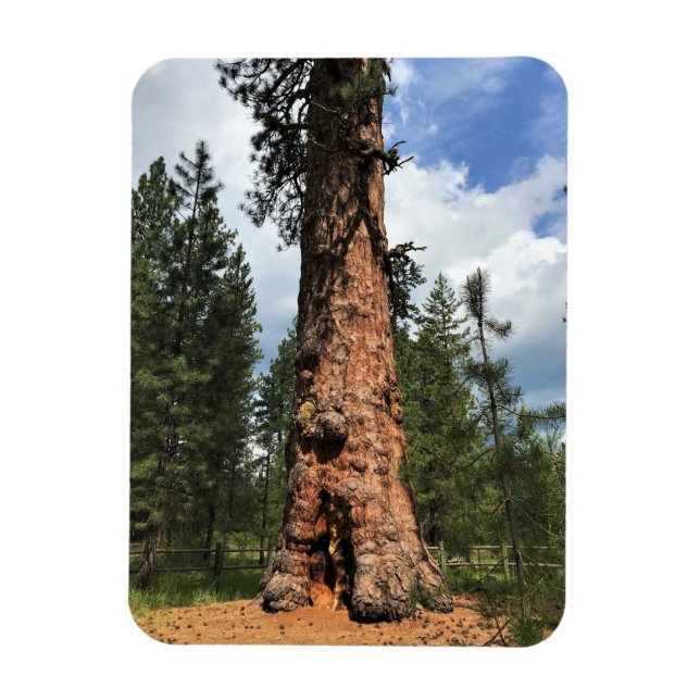 Big Red Tree, La Pine, OR Magnet (Vertikal)