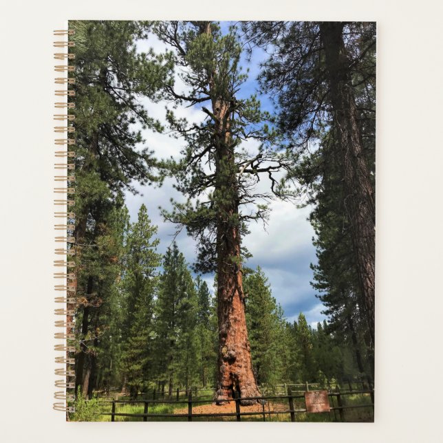 Big Red Tree, La Pine, OR Planer (Vorderseite)