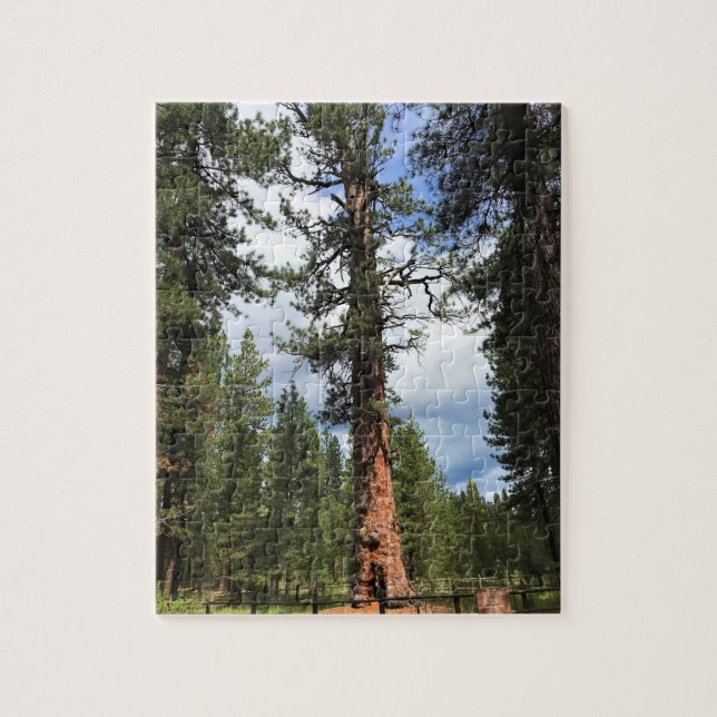 Big Red Tree, La Pine, Oregon (Vertikal)