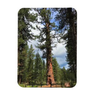 Big Red Tree, La Pine, Oregon Magnet