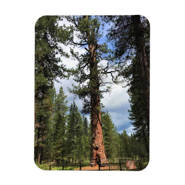 Big Red Tree, La Pine, Oregon Magnet (Vertikal)