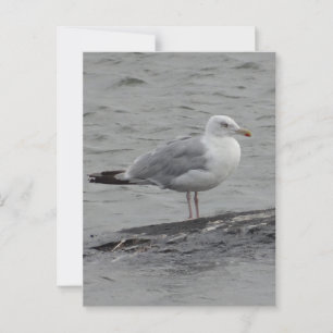 Big Seagul Flat Card Postkarte